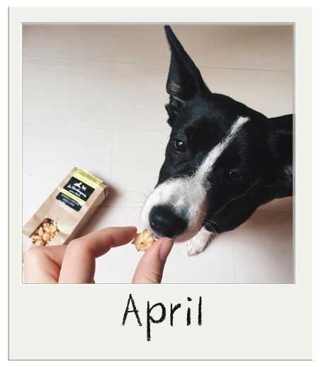 April avec nos friandises bio pour chiens